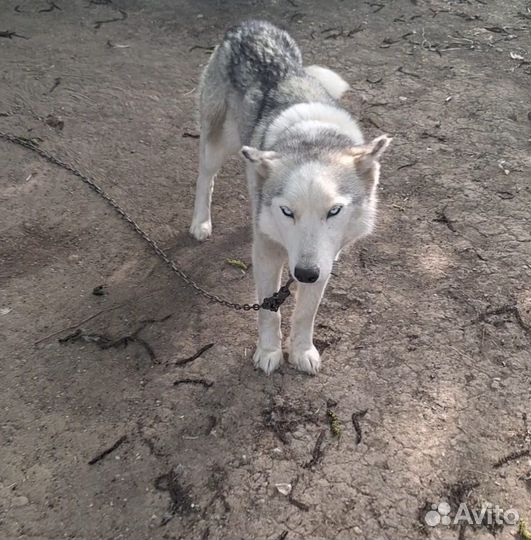 Щенки хаски