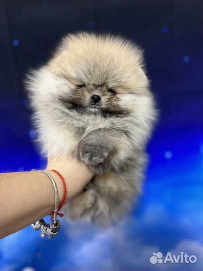 Мальчик померанского шпица