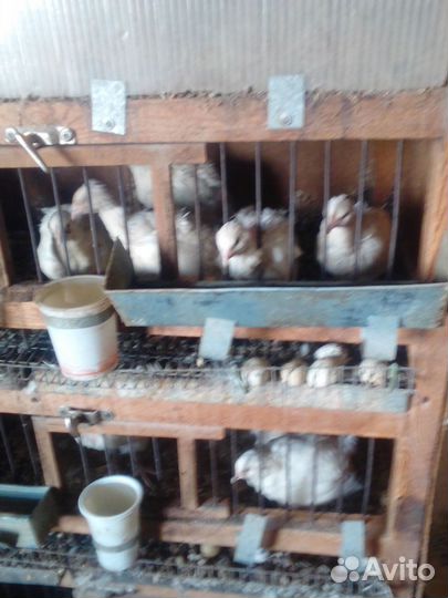 Перепела, яйцо