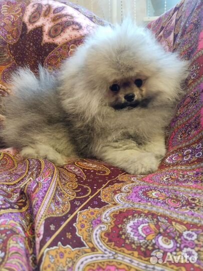 Померанский шпиц мини мальчик