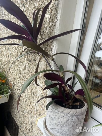 Традесканция рео