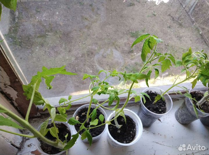 Рассада помидоров томатов