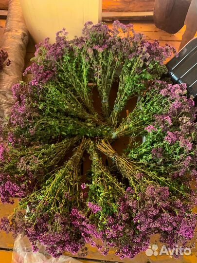 Душица матрешка