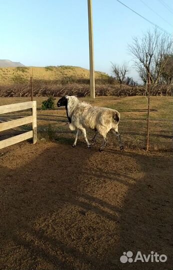 Продается кочкар