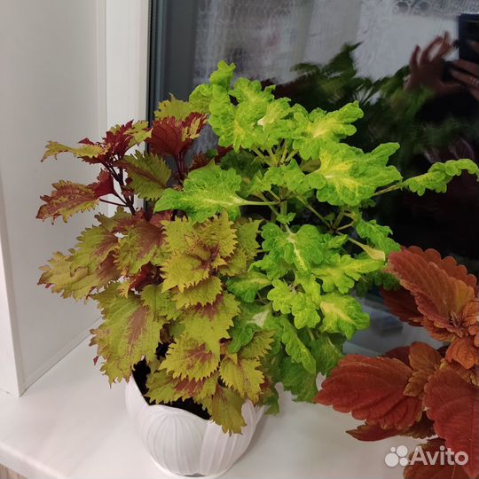 Комнатные цветы