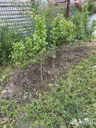 Саженцы абрикоса, ореха манчжурского