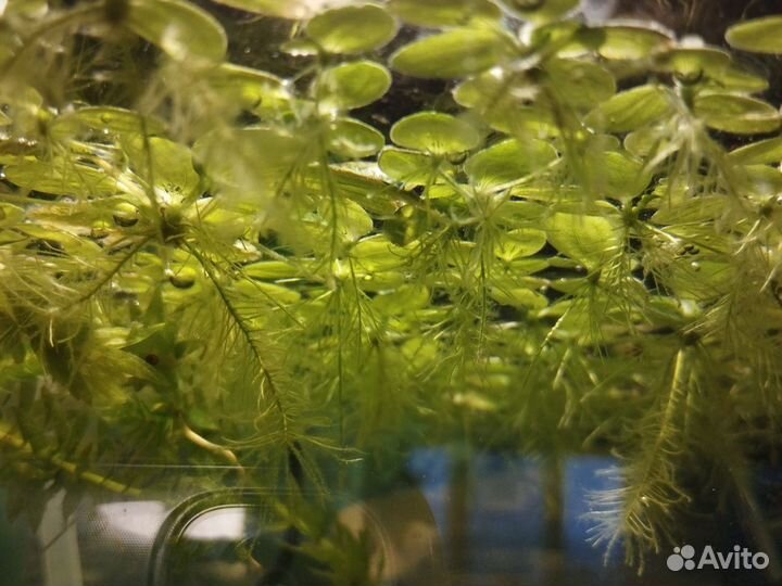 Водоросли для аквариума - пистия