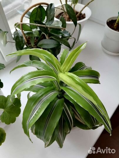 Комнатные цветы