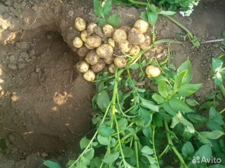 Семенной картофель, сорт гала