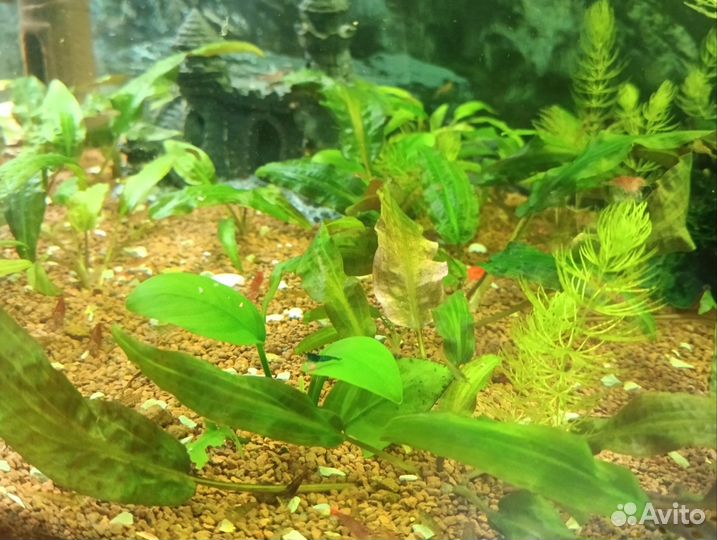 Продам готовый аквариум