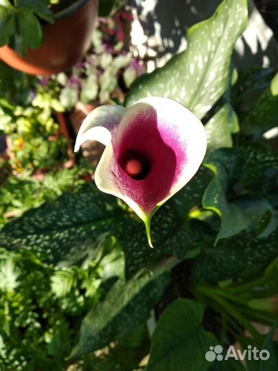 Кала фиолетовая в горшке