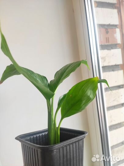 Спатифиллум Женское счастье