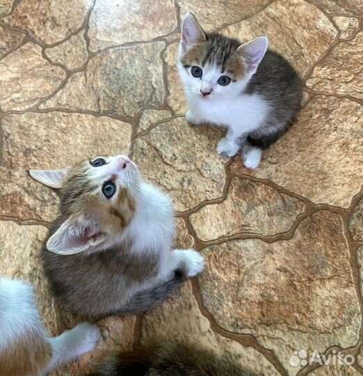 Котятки в добрые руки