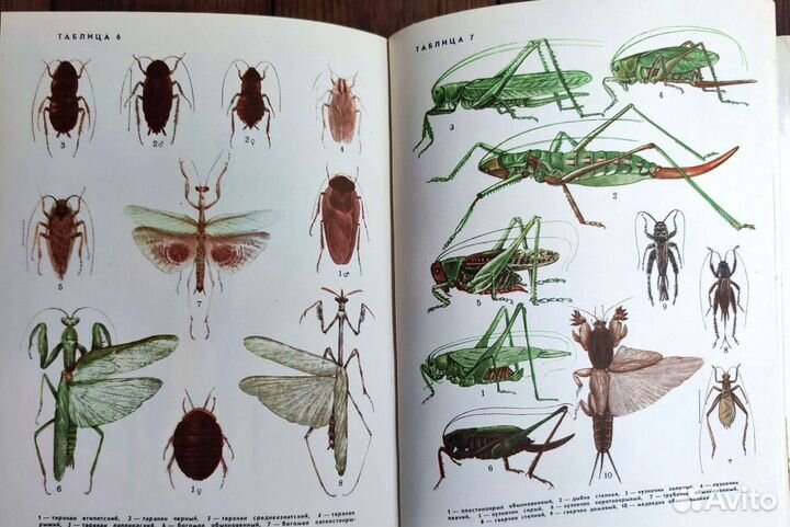 5 книг разных, насекомые, рыбы, животные, мхи