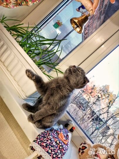 Ангел-хранитель