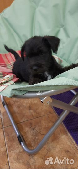 Цвергшнауцер помесь