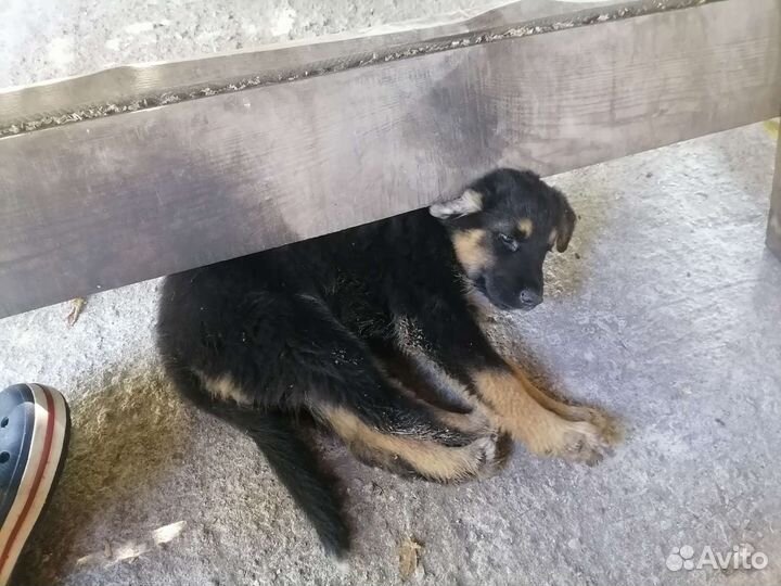 Собаки бесплатно в добрые руки щенки