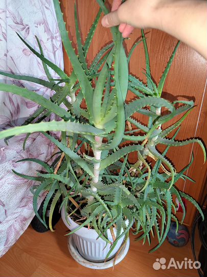 Алое лечебный