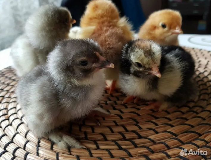 Цыплята мясо-яичной породы Брама
