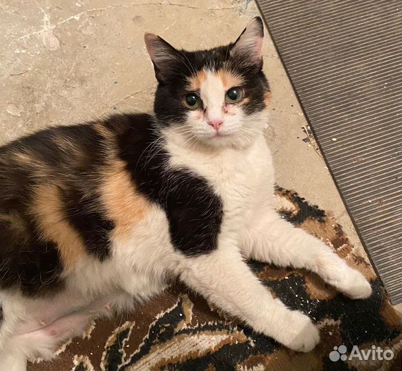 В добрые руки, стерилизованая девочка