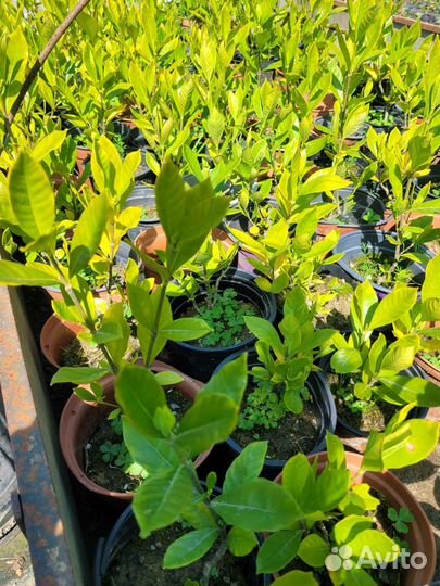 Гардения жасминовидная