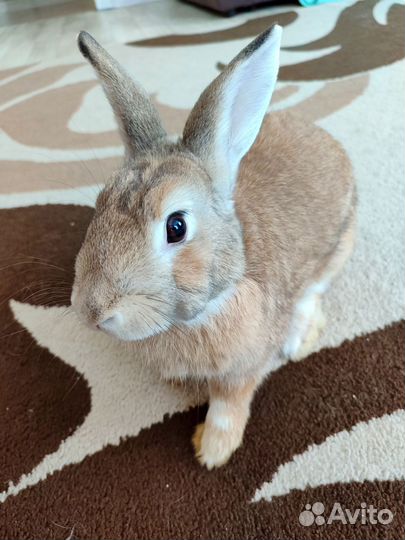 Декоративный кролик