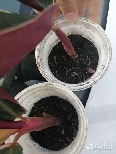 Строманта триколор