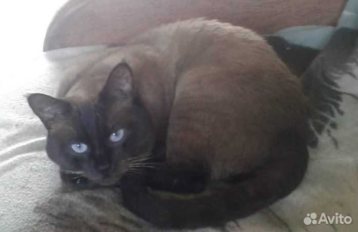 Вязка для тайских кошек