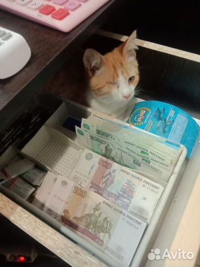 Особенный котенок Симба