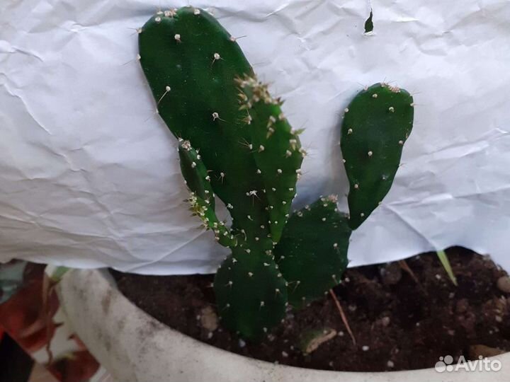 Фикусы Бенджамина Кинки, Кактус