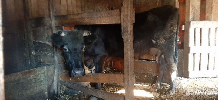 Продаётся корова