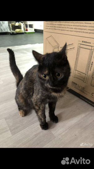 Котята