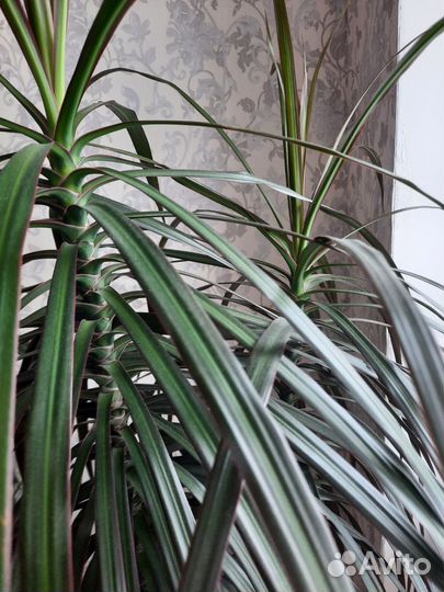 Пальма драцена