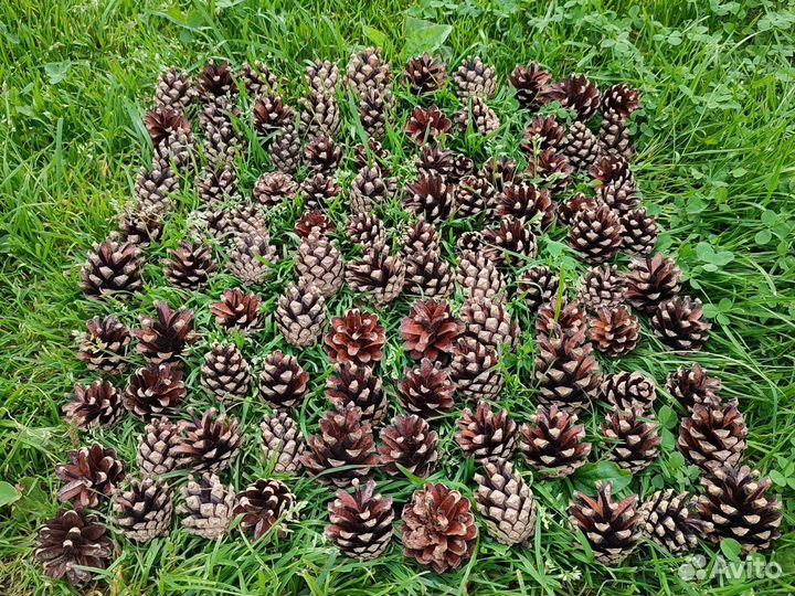 Шишки сосновые