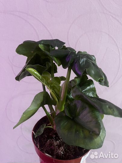 Филодендрон Атом