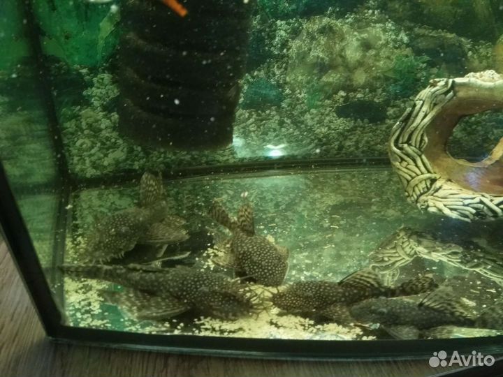 Анциструс сом