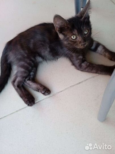 Кошка бесплатно в добрые руки