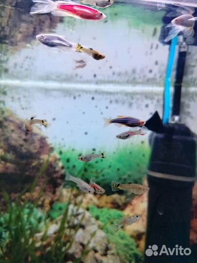 Гуппи, креветки вишни, мелании