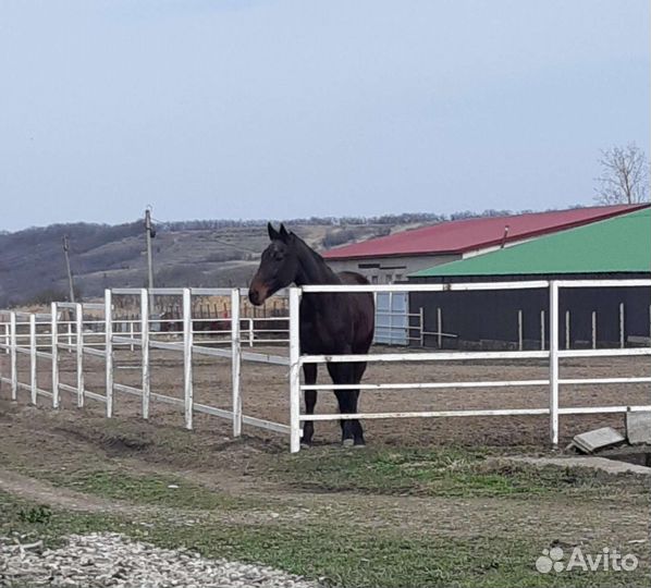 Жеребец на Случку Высококровный Русский Рысак