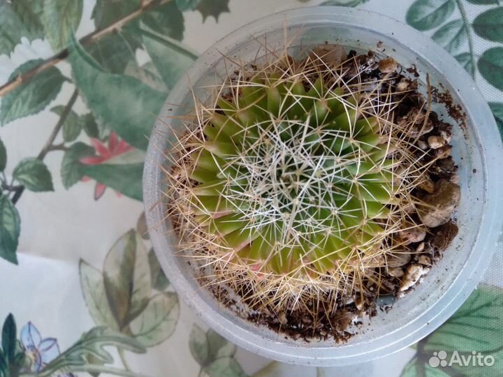 Долихотеле камптотриха (изогнутоколючковая)