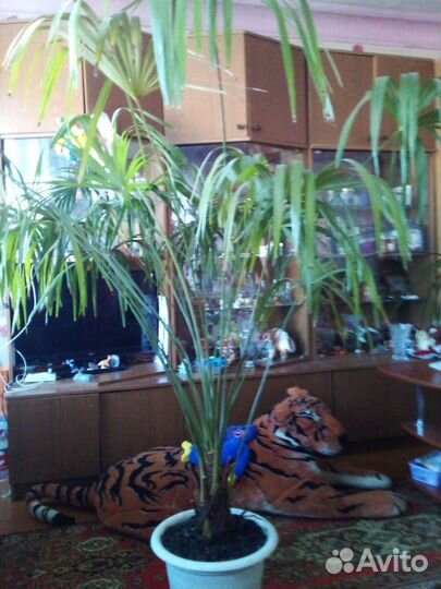 Пальма живая