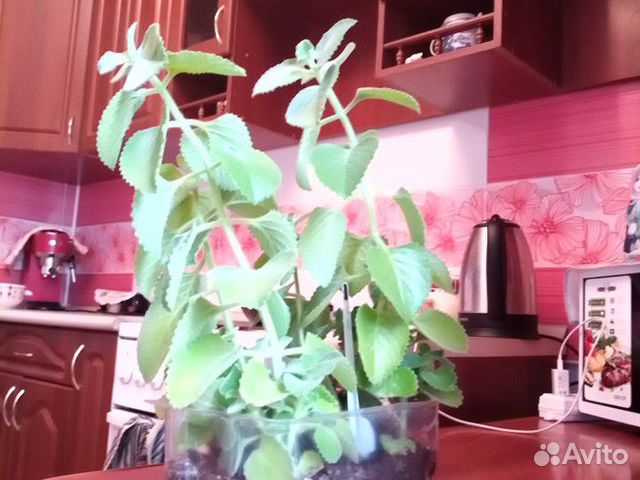 Комнатная мята, мелисса