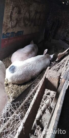 Продам хряка
