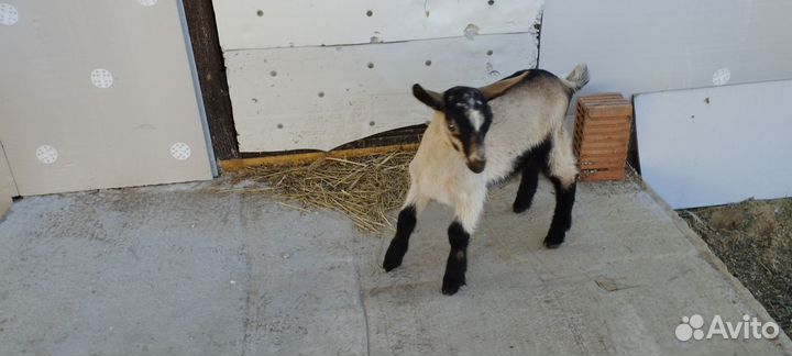 Козлята