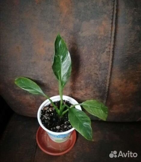 Спатифиллум домино