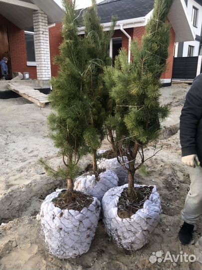 Сосна ель береза клен дуб липа крупномеры