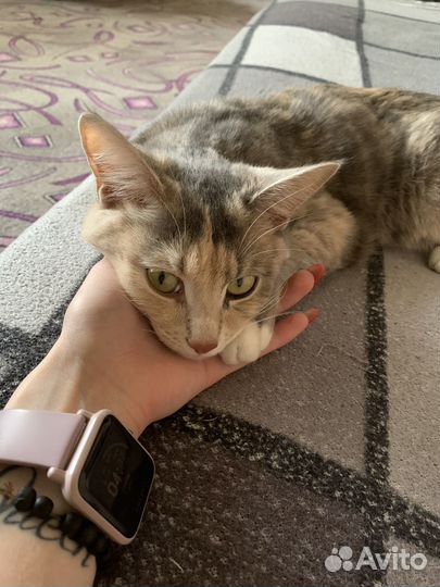Отдам кошку в добрые руки