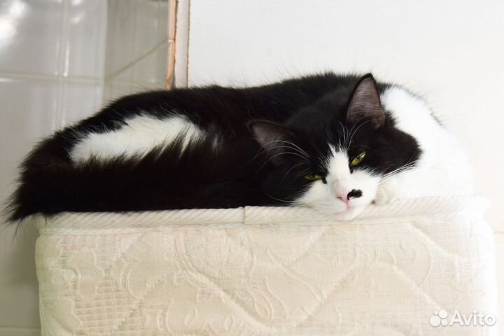 Кошка в добрые руки