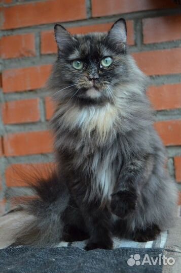 Отдам молодую кошечку. Стерильная