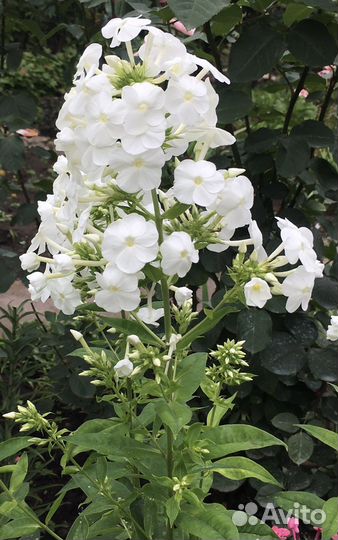 Флоксы, тюльпаны, птицемлечник